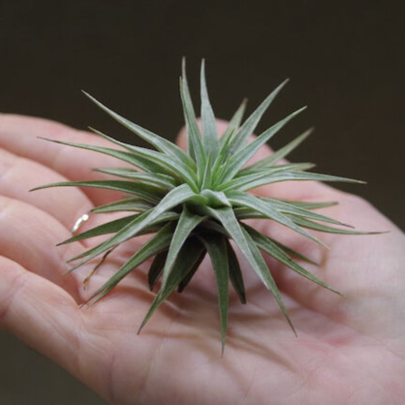 エスピノーサエ 10号 | air-plants TENGU-DO