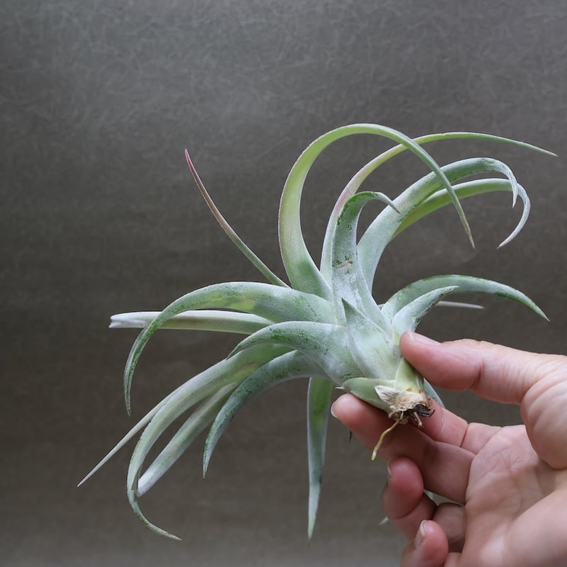キセログラフィカ × イオナンタバンハイニンギー 07号 | air-plants
