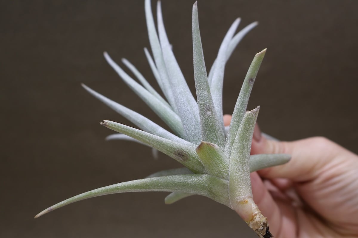 ベルメホエンシス 15号 | air-plants TENGU-DO
