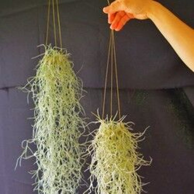 専用出品　エアープランツハンガーセット 受注生産 レザープランツハンガー XLサイズ | air-plants TENGU-DO