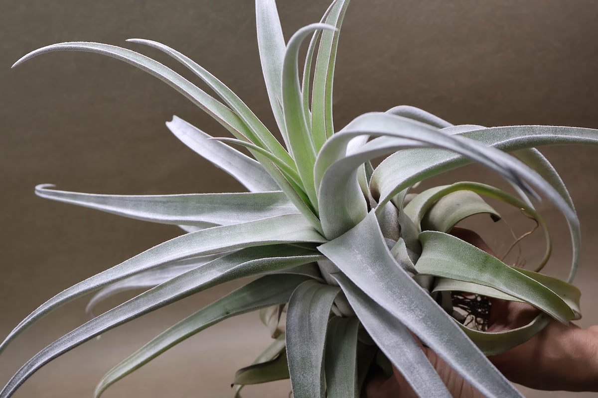 ベアコレアーレ（ストレプトフィラ x チアペンシス）05号 | air-plants