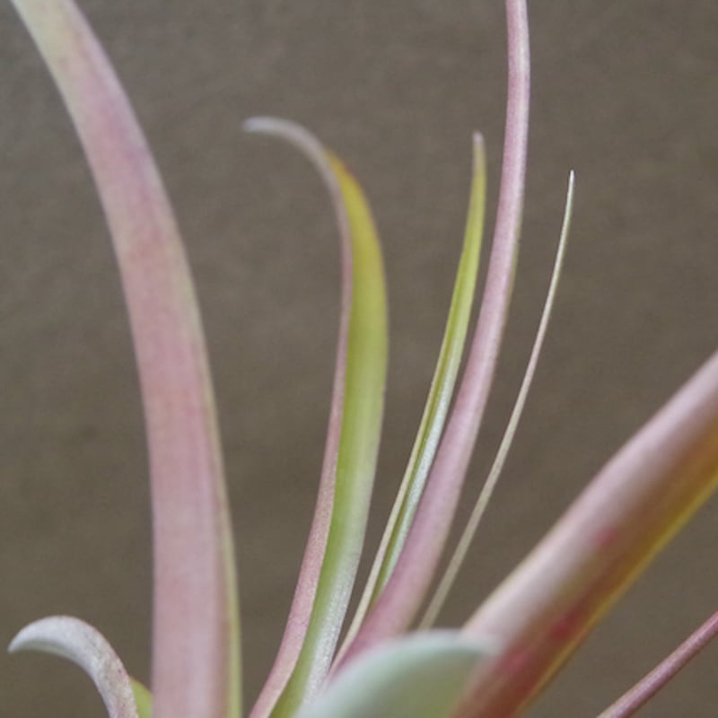 カピタータ ロハ ／ ロジャ Sサイズ 03号 | air-plants TENGU-DO