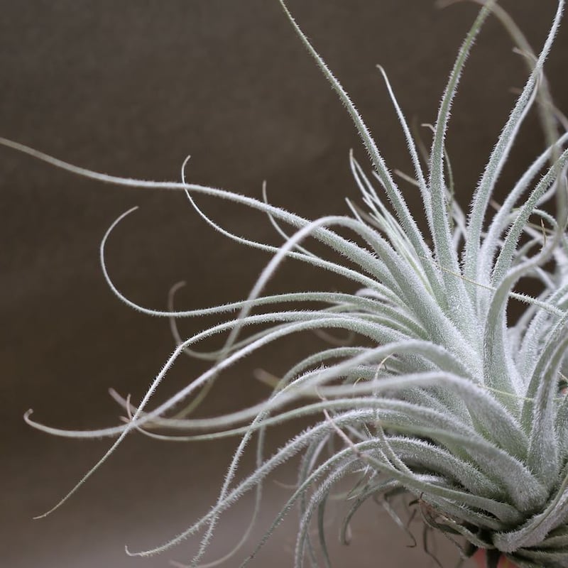 テクトラム クランプ 05号 | air-plants TENGU-DO