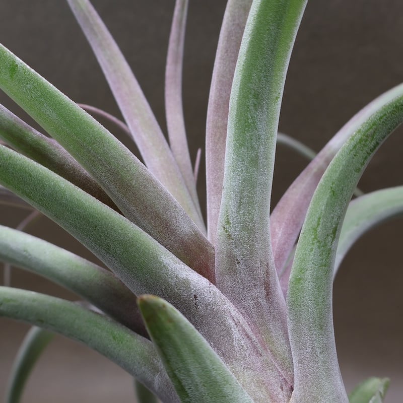 カピタータ×ストレプトフィラ 24号 | air-plants TENGU-DO