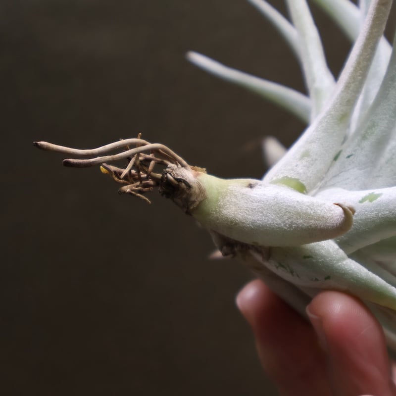 ハリシー 07号 | air-plants TENGU-DO