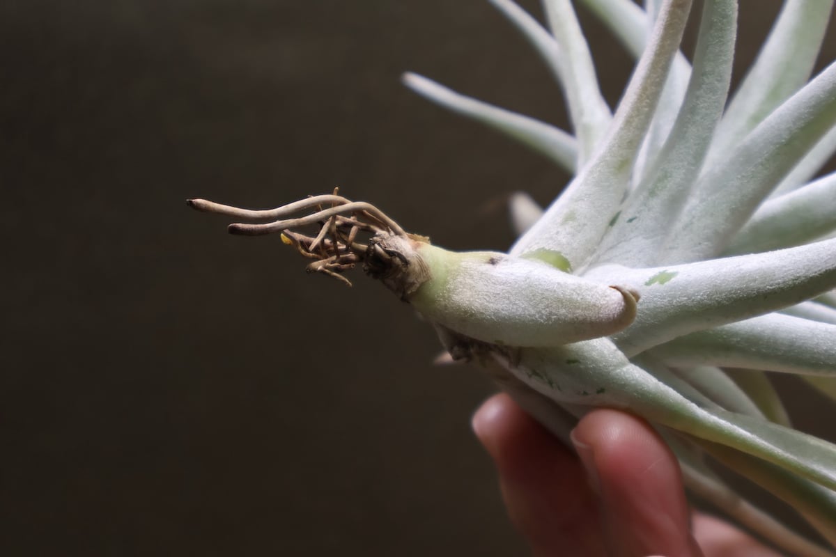 ハリシー 07号 | air-plants TENGU-DO