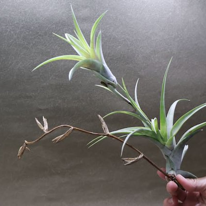 フレクスオーサ ヴィヴィパラ 14号 | air-plants TENGU-DO