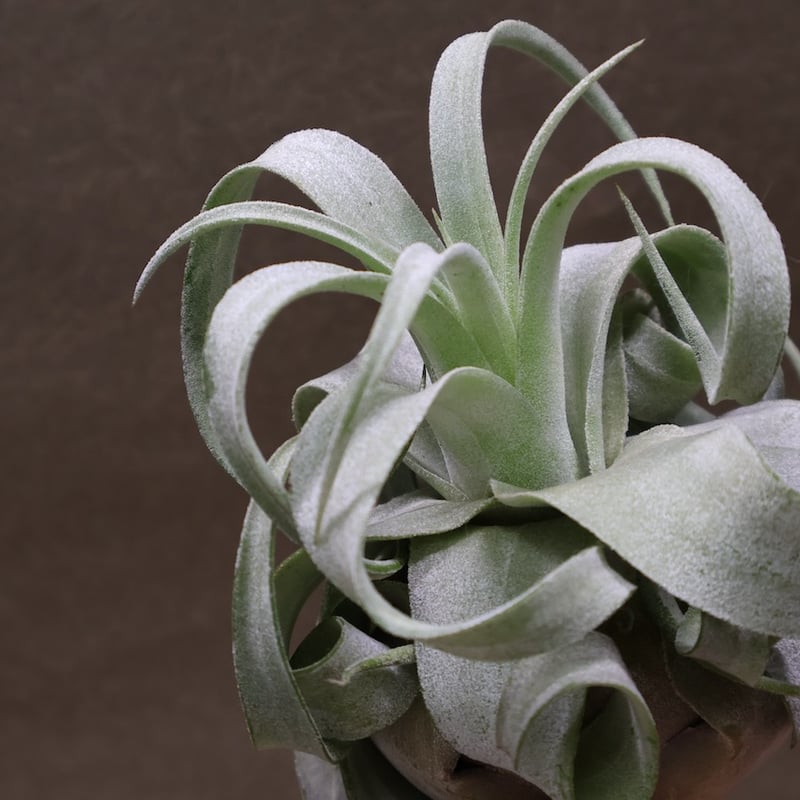 ストレプトフィラ ベリーズ 106号 | air-plants TENGU-DO