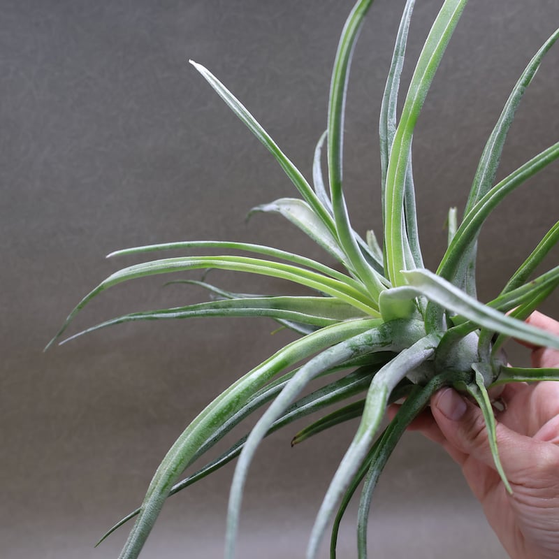 ティ（エーレルシアナ×ブルボーサ）×ストレプトフィラ 01号 | air