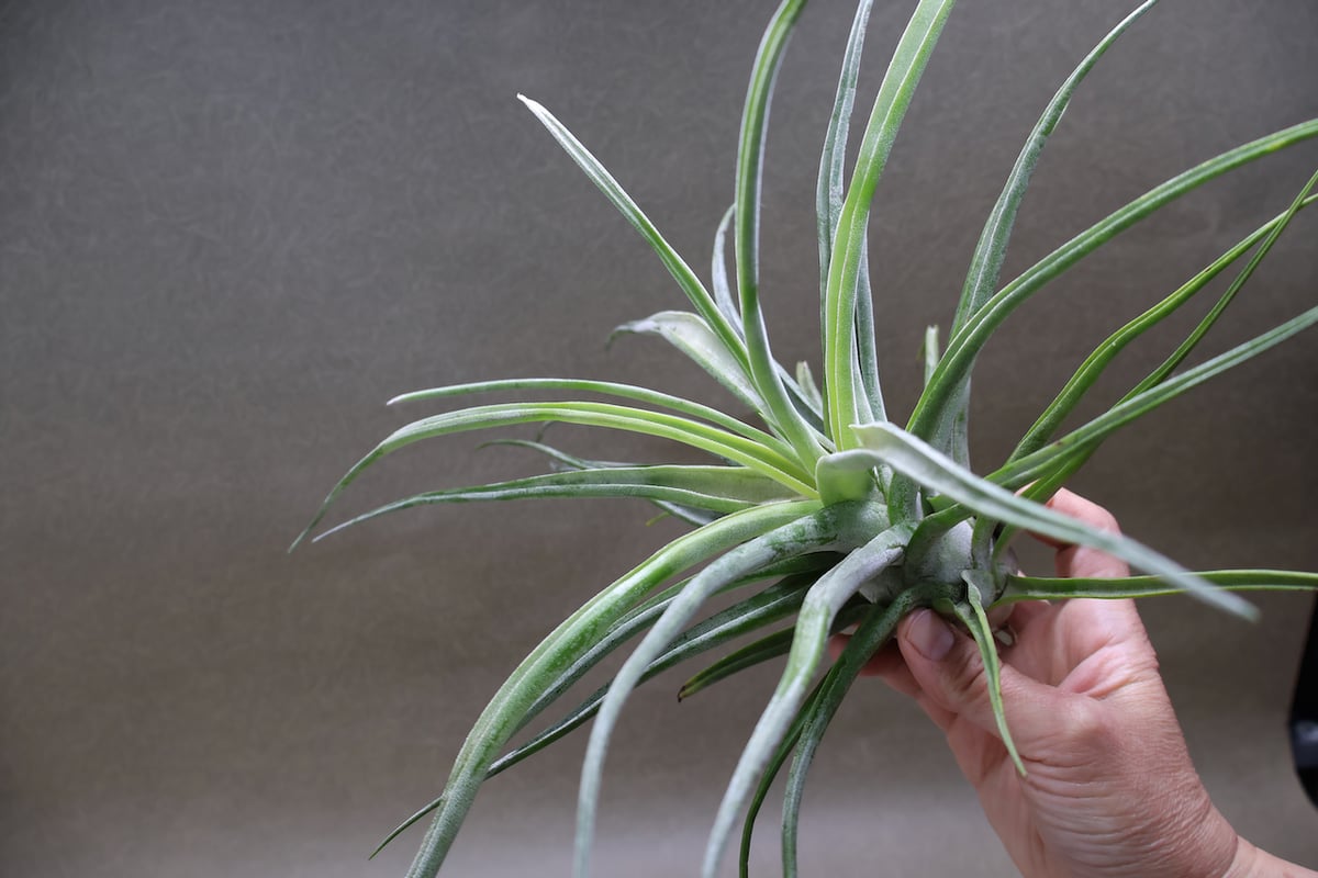 ティ（エーレルシアナ×ブルボーサ）×ストレプトフィラ 01号 | air