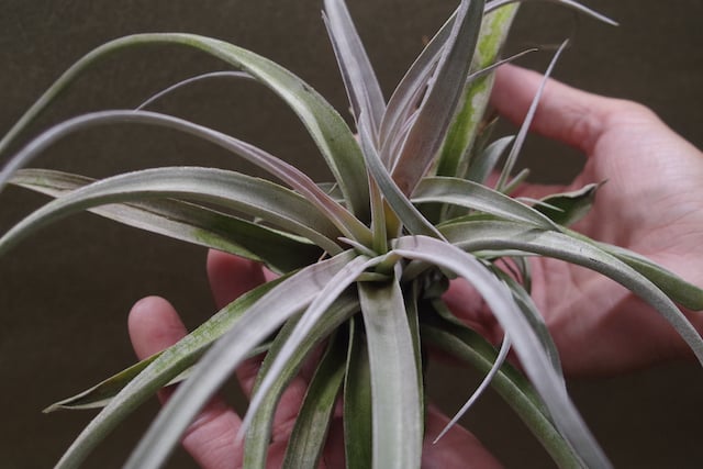 チアペンシス Lサイズ 09号 | air-plants TENGU-DO