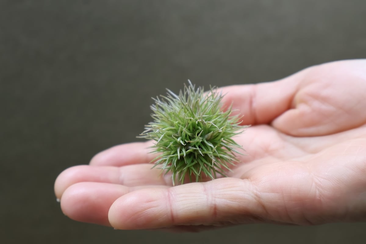 アエラントス テディベア 49号 | air-plants TENGU-DO