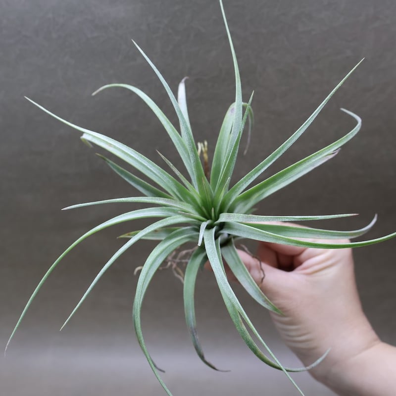 【まぁ様確認用】　イオナンタ ストリクタ まぁ様確認用】 イオナンタ ストリクタ