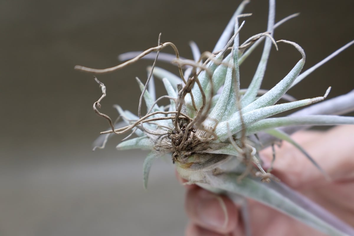チアペンシス ギガンテスコ 23号 | air-plants TENGU-DO