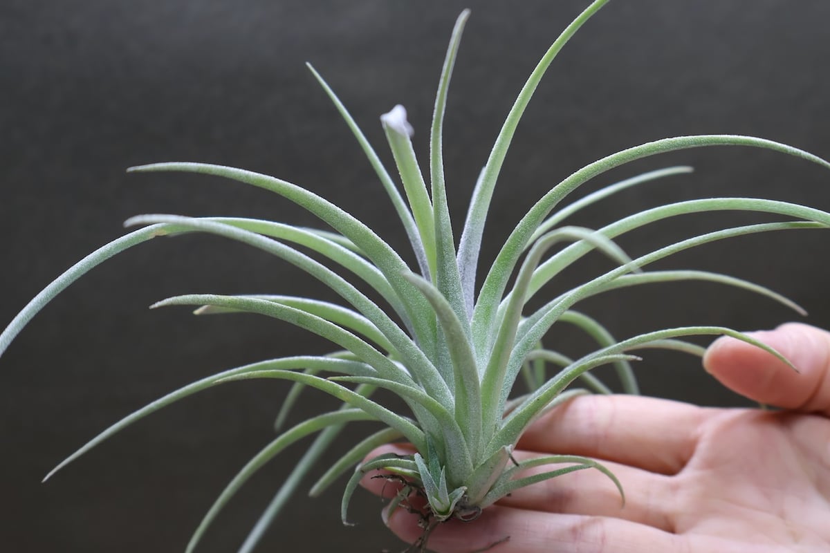 エクセルタ × イオナンタロン 04号 | air-plants TENGU-DO