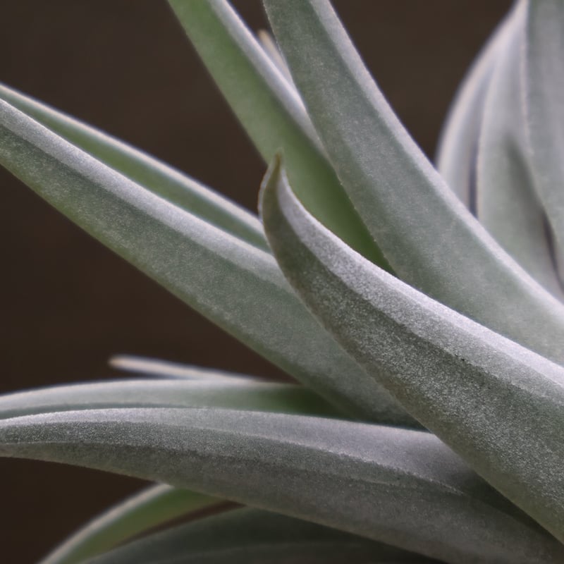 コレアレイ （ ファシクラータ × ホンジュレンシス ） 08号 | air