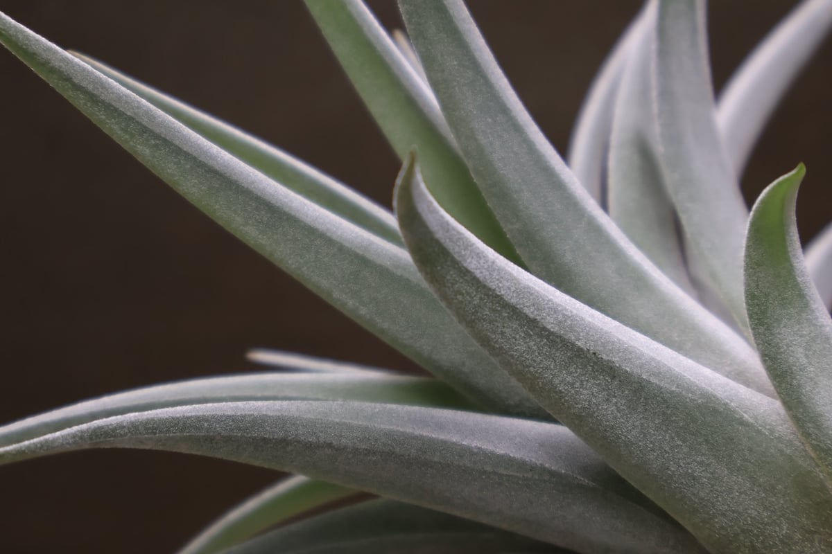 コレアレイ （ ファシクラータ × ホンジュレンシス ） 08号 | air