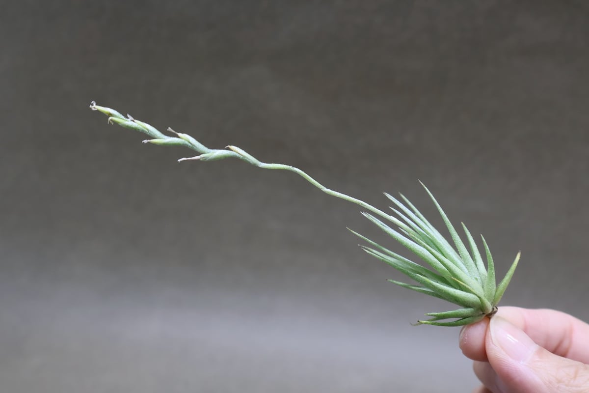 ロリアセア 13号 | air-plants TENGU-DO