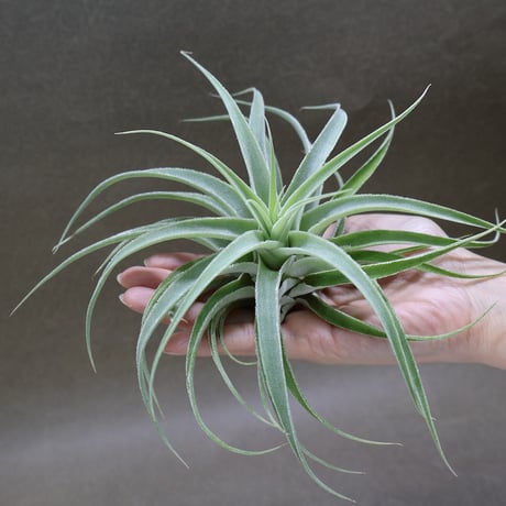 air-plants TENGU-DO