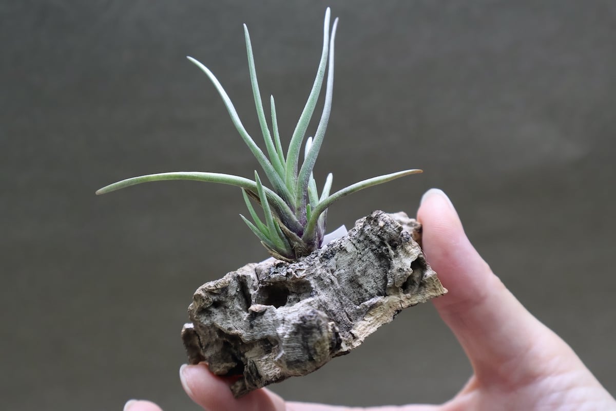 アルベルティアナ 26号 | air-plants TENGU-DO