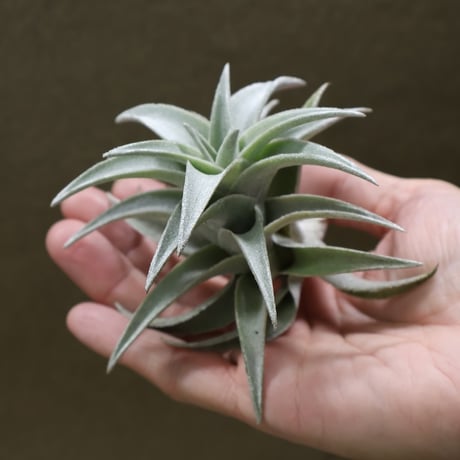 CATEGORY エアープランツ（ティランジア） | air-plants TENGU-DO