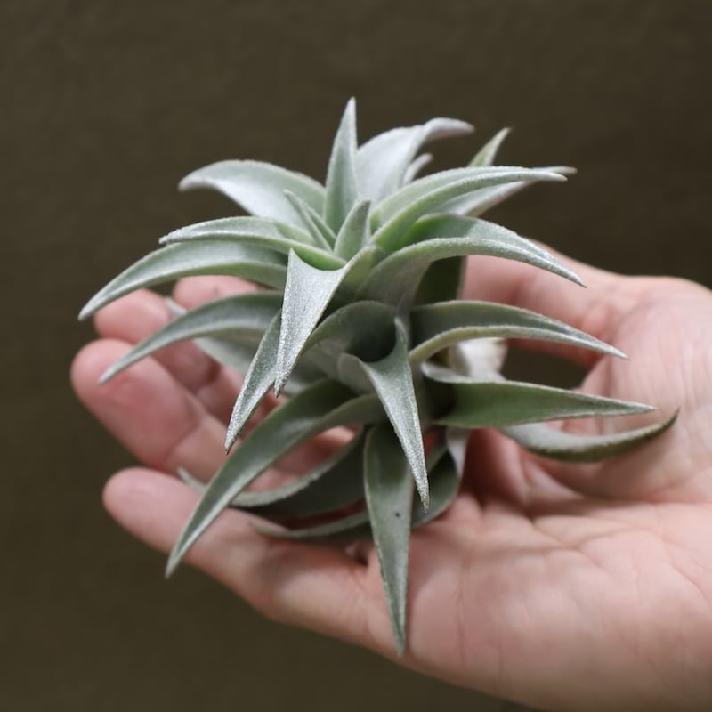 エディシアエ 70号 | air-plants TENGU-DO
