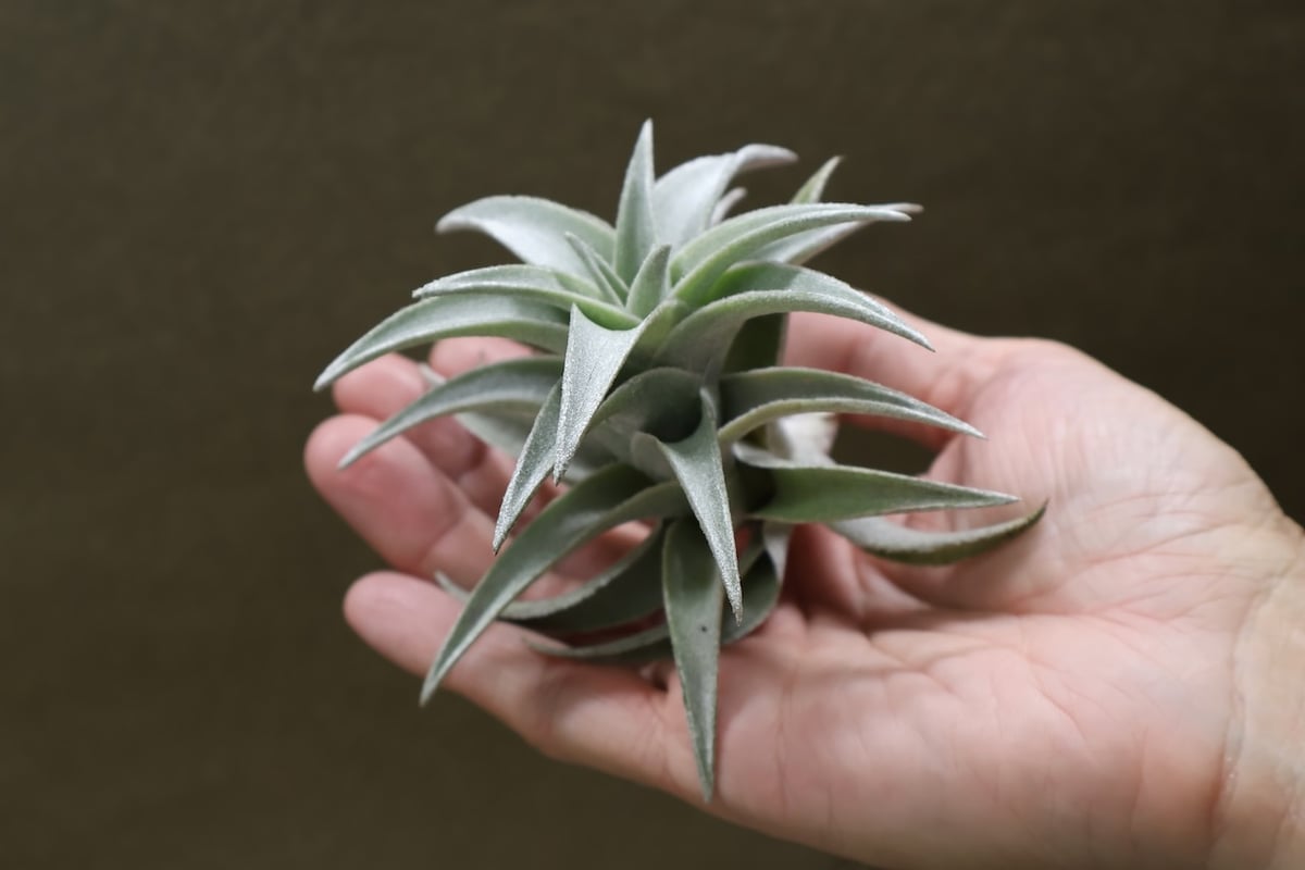 エディシアエ 70号 | air-plants TENGU-DO