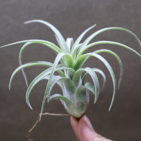 CATEGORY エアープランツ（ティランジア） | air-plants TENGU-DO