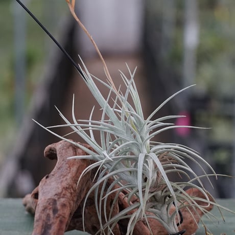 CATEGORY エアープランツ（ティランジア） | air-plants TENGU-DO