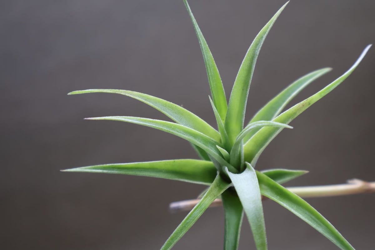フレクスオーサ ヴィヴィパラ S size | air-plants TENGU-DO