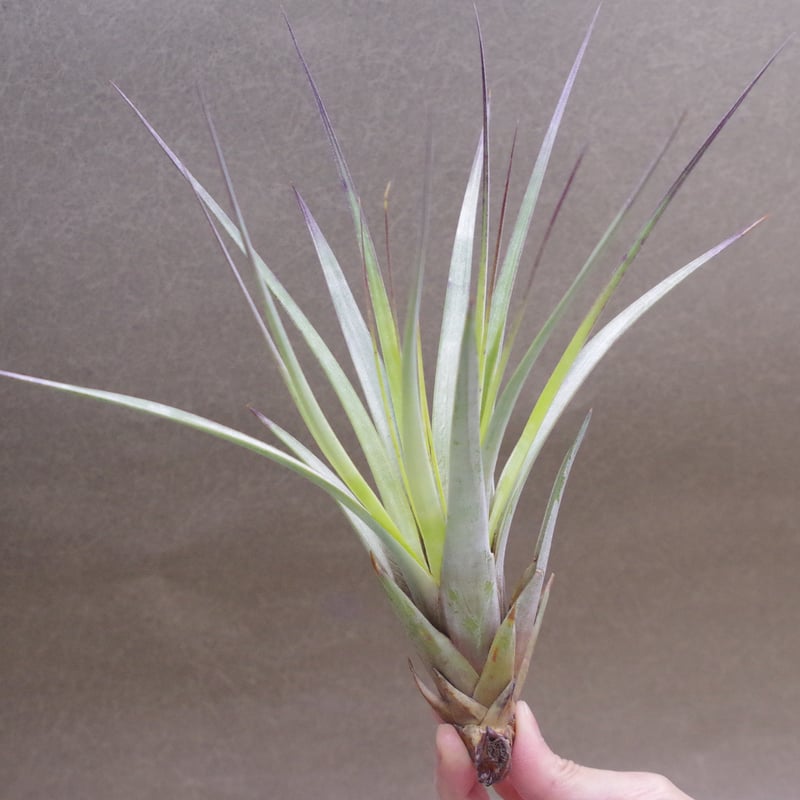 ファシクラータ 01号 | air-plants TENGU-DO ファシクラータ 01号 | air-plants TENGU-DO