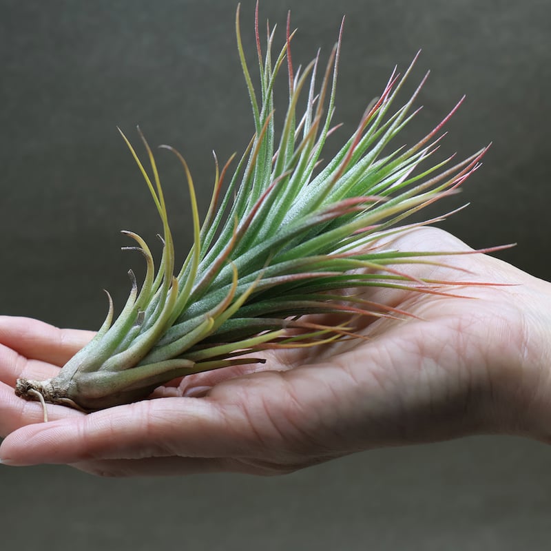 ポール ティー （ フンキアナ x イオナンタ ）22号 | air-plants TENGU-DO