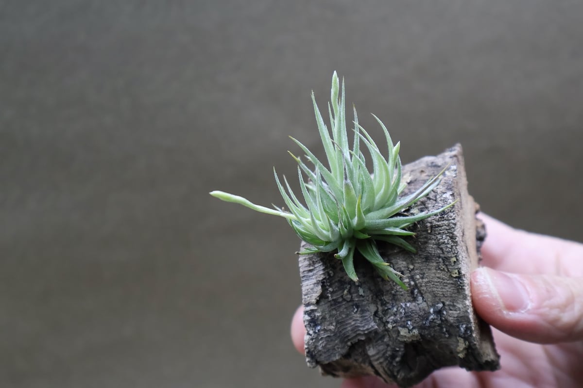 ロリアセア クランプ 14号 | air-plants TENGU-DO