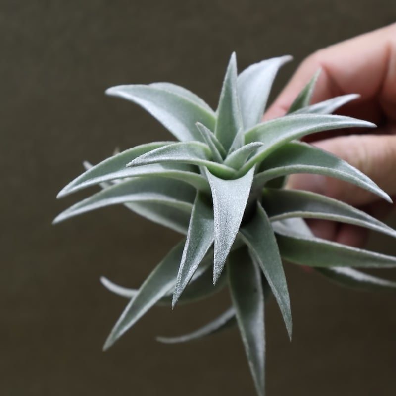 エディシアエ 70号 | air-plants TENGU-DO