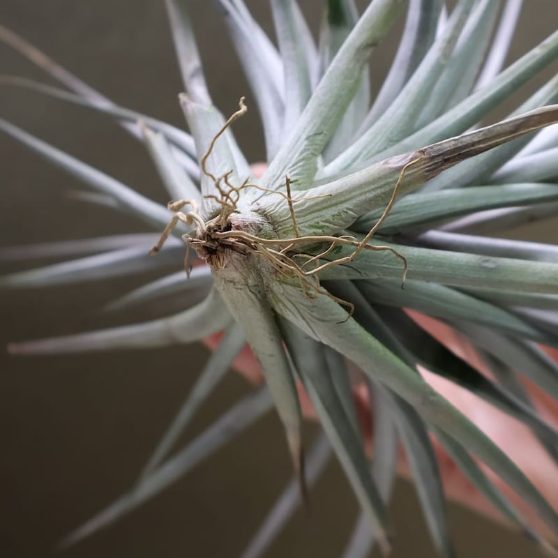 チランジア ロゼイフローラ×ヴェルニコーサ ヴェルニコーサ／べ