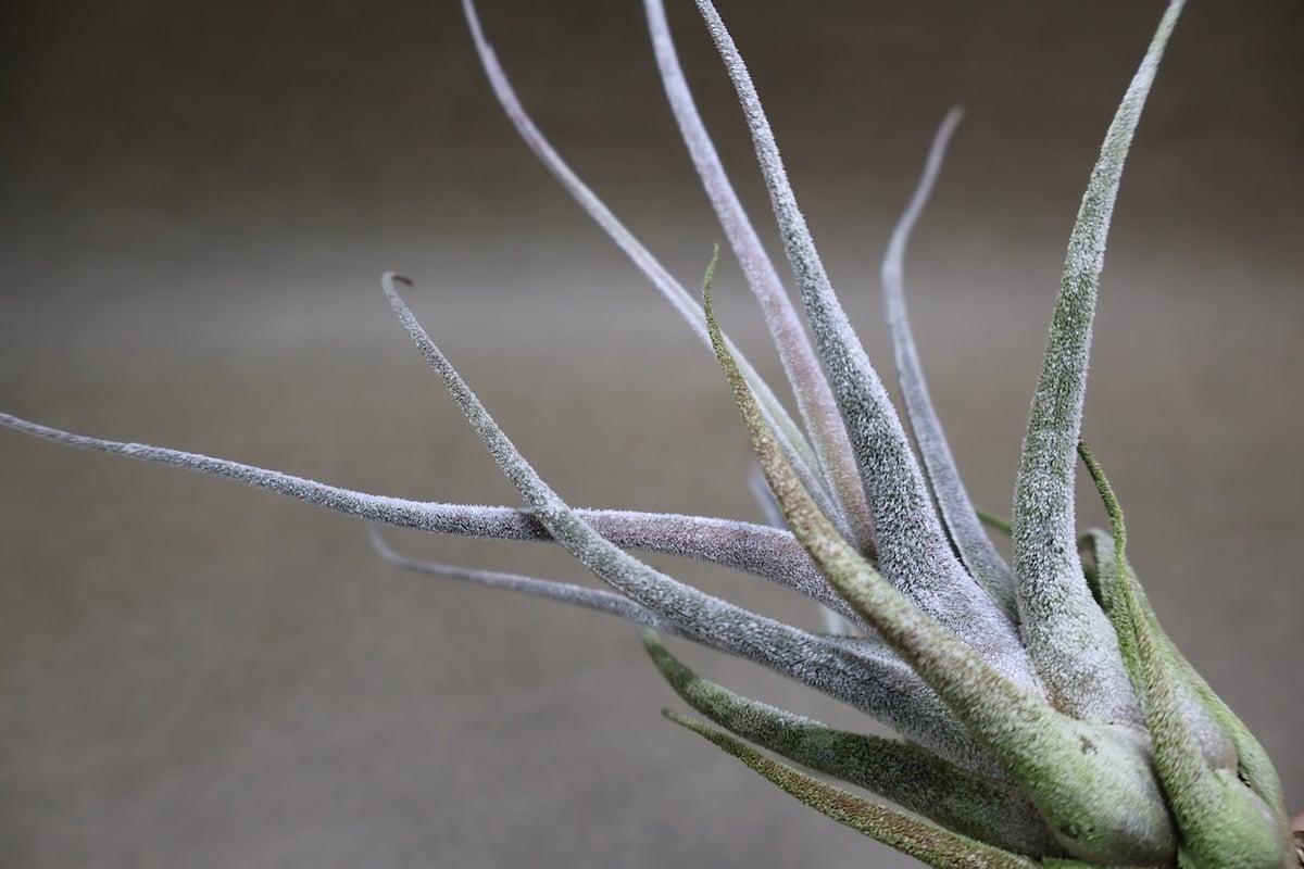 エーレルシアナ 49号 | air-plants TENGU-DO