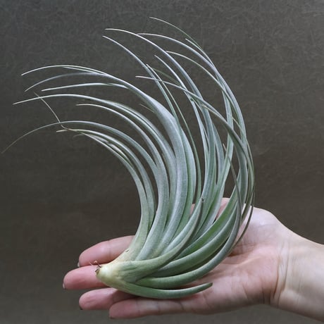 【健太郎】ティランジア2点セット 健太郎様専用】ティランジア2点セット - メルカリ