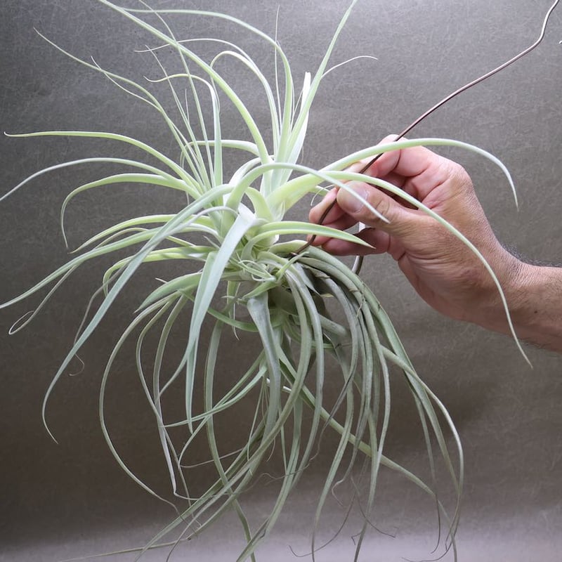 ストラミネア クランプ 08号 | air-plants TENGU-DO