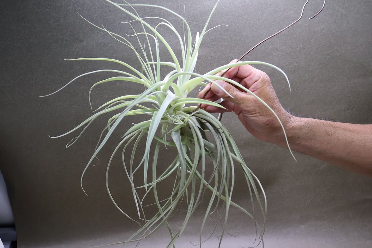 ストラミネア クランプ 08号 | air-plants TENGU-DO