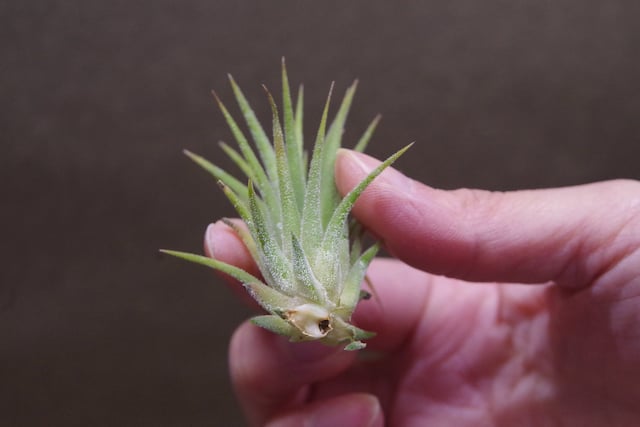 イオナンタ アルビノ Sサイズ10号 | air-plants TENGU-DO