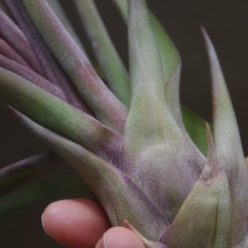 ストレプトフィラ × ノバキー 13号 | air-plants TENGU-DO ストレプトフィラ × ノバキー 13号 | air-plants TENGU-DO