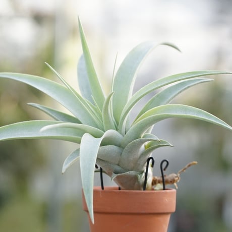 CATEGORY エアープランツ（ティランジア） | air-plants TENGU-DO