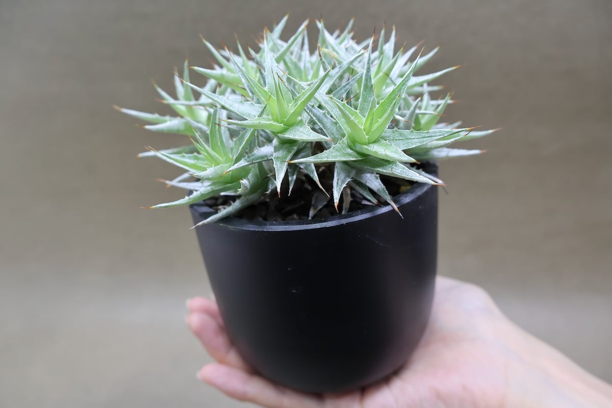 デウテロコニア ローレンツィアナ 19号 (Macata Bowl Long Size5)