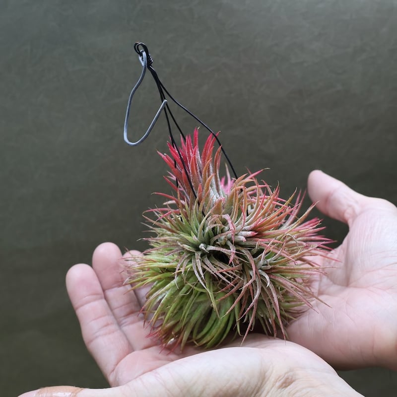 イオナンタ クランプボール 02号 | air-plants TENGU-DO
