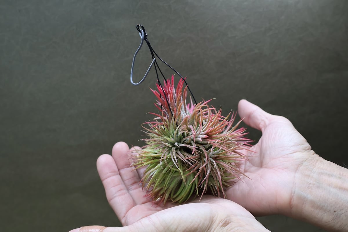 イオナンタ クランプボール 02号 | air-plants TENGU-DO