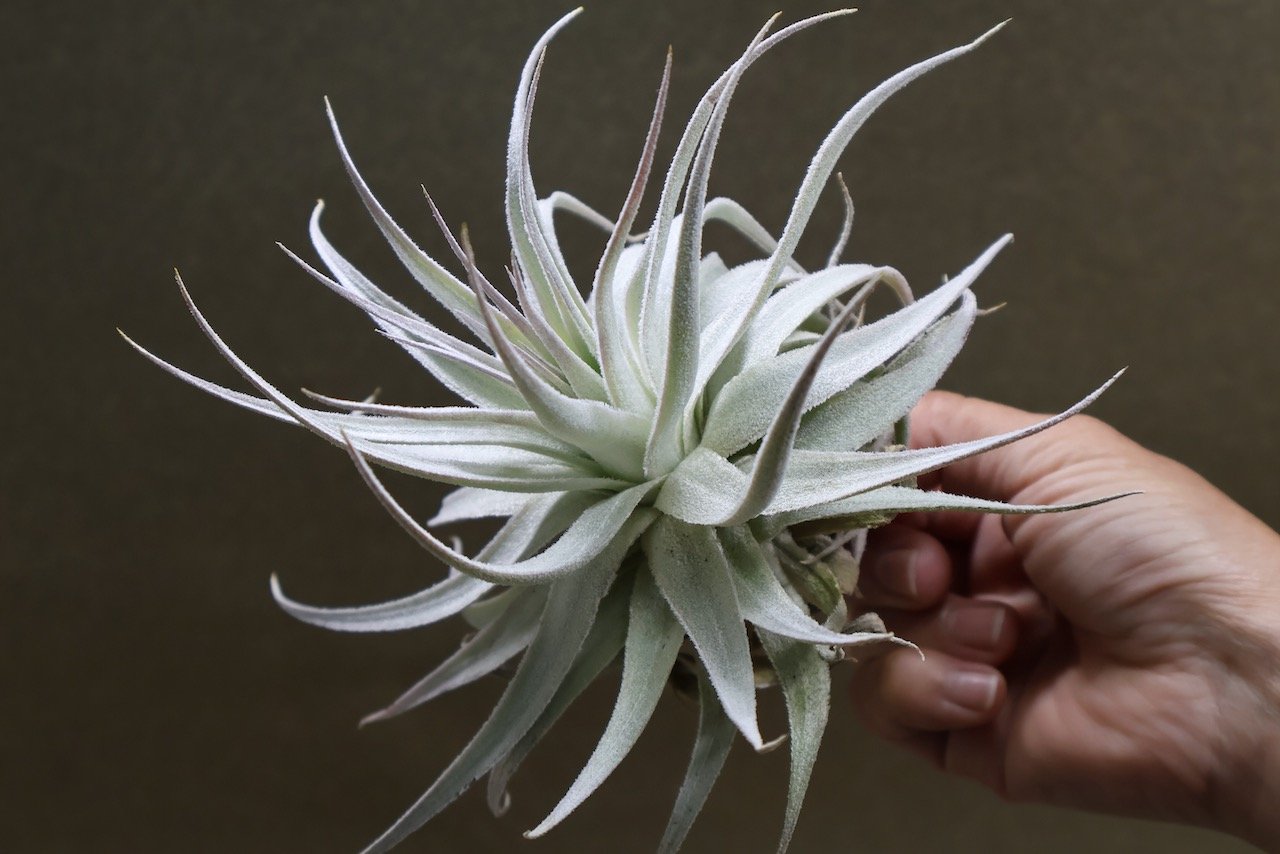 ガルドネリ ルピコラ 02号 | air-plants TENGU-DO