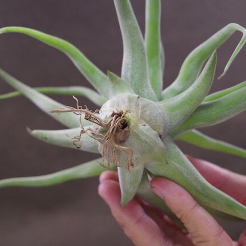 チランジア チアペンシス×コンカラー×ストレプトフィラ レッド