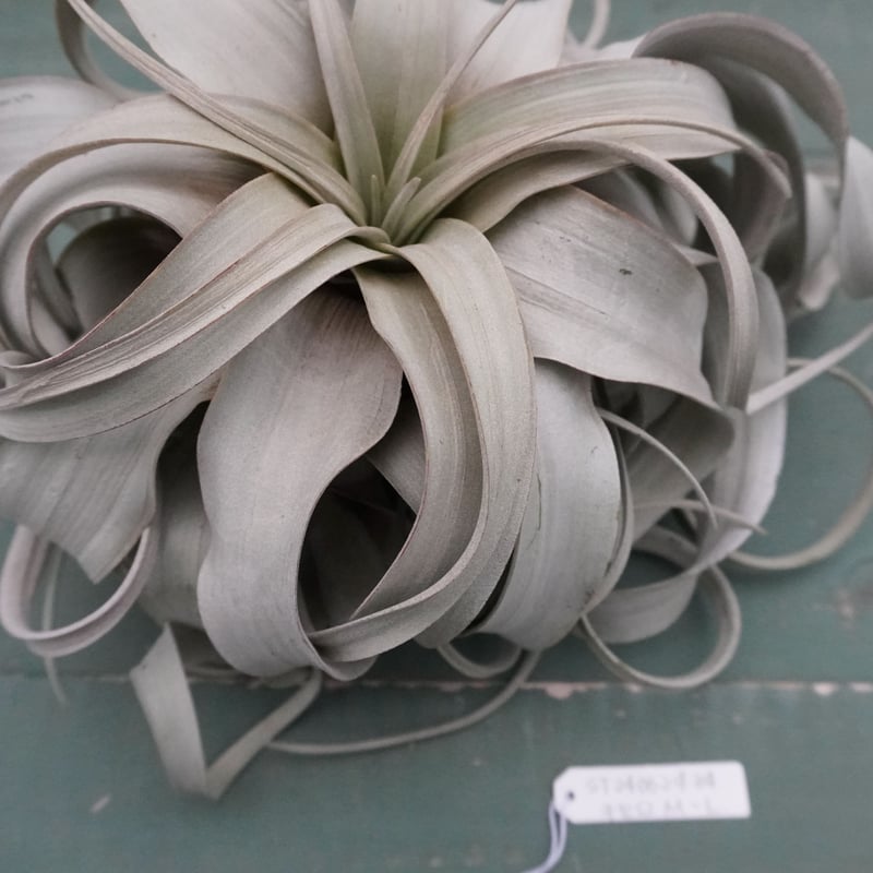 キセログラフィカ M-Lサイズ 特選【スタッフ特選】 | air-plants TENGU-DO