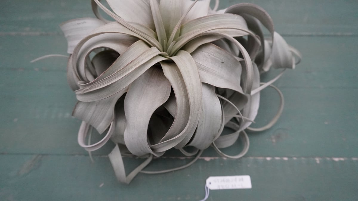 キセログラフィカ M-Lサイズ 特選【スタッフ特選】 | air-plants TENGU-DO