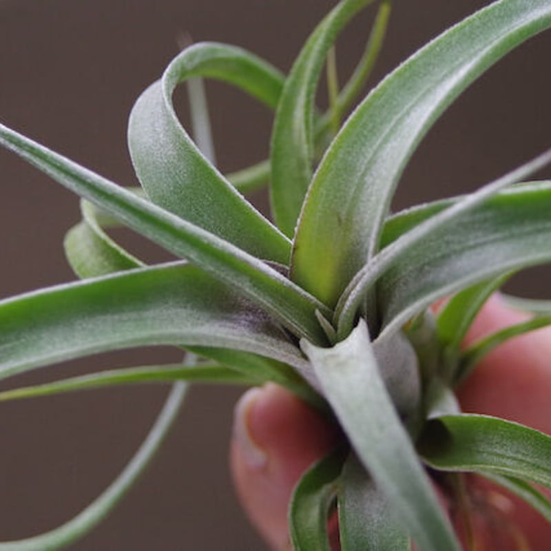 ベアコレアーレ × インターメディア 02号 | air-plants TENGU-DO